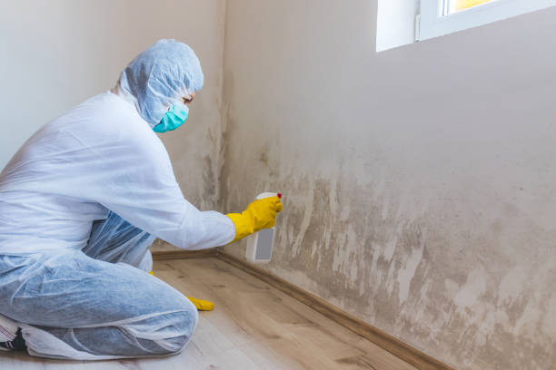 Licensed Mold Remediation service in Newtown Square, PA - WQB Mold Removal